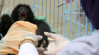 Dokter hewan Balai Konservasi Sumber Daya Alam (BKSDA) Aceh Taing Lubis mengobati luka pada tangan bayi owa siamang (Symphalangus syndactylus) di Banda Aceh, Aceh, Minggu (7/11/2021). [ANTARA FOTO/Irwansyah Putra]