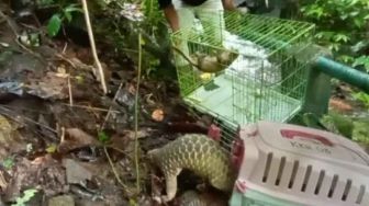 2 Ekor Trenggiling yang Nyaris Tertabrak Dilepaskan ke Hutan Konservasi Malampah Pasaman