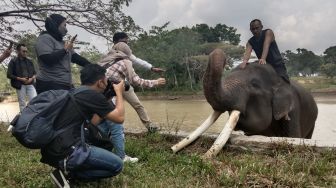 Taman Nasional Way Kambas, Wisata Gajah Paling Terkenal di Indonesia