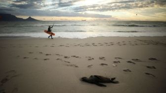 Misterius! Ratusan Anjing Laut Mati Mendadak di Pesisir Cape Town Afrika Selatan