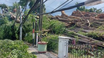 Tiga Pohon Tumbang di Jakarta karena Angin Kencang, Mobil di Sunter Jadi Korban