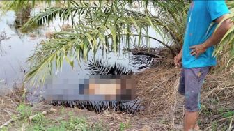 Pria Tua Ditemukan Tewas di Kebun Sawit Bengkalis, Penyebab Masih Misterius