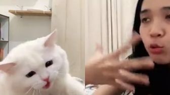 Viral Aksi Kucing Tak Perbolehkan Owner Kerja sampai Diajak Diskusi, Bikin Gemas!