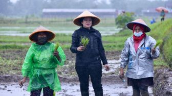 Kunker ke DIY, Puan Maharani Ikut Menanam Padi Bersama Petani