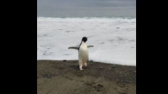 Kasihan, Penguin Ini Tersesat Sendirian dan Terdampar 3000 Km dari Habitat Aslinya