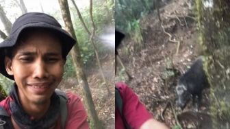 Viral Cowok Tak Berkutik Dipepet Babi Hutan Saat Naik Gunung, Minta Tolong via TikTok