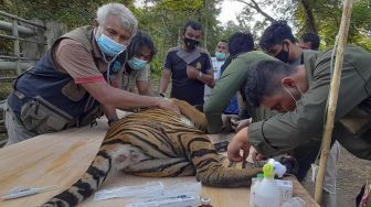 Tim Dokter BKSDA Aceh melakukan pemeriksaan kesehatan harimau Sumatra (Panthera tigris sumatrae) yang masuk ke dalam perangkap jebak (box trap) di Conservation Respon Unit (CRU) Desa Naca, Trumon Tengah, Aceh Selatan, Aceh, Jumat (12/11/2021). [ANTARA FOTO/M Alawi Kadafi]