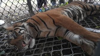 Seekor harimau Sumatra (Panthera tigris sumatrae) betina yang dalam kondisi dibius berada di Conservation Respon Unit (CRU) Desa Naca, Trumon Tengah, Aceh Selatan, Aceh, Jumat (12/11/2021). [ANTARA FOTO/M Alawi Kadafi]