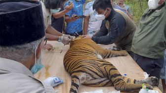 Tim Dokter BKSDA Aceh melakukan pemeriksaan kesehatan harimau Sumatra (Panthera tigris sumatrae) yang masuk ke dalam perangkap jebak (box trap) di Conservation Respon Unit (CRU) Desa Naca, Trumon Tengah, Aceh Selatan, Aceh, Jumat (12/11/2021). [ANTARA FOTO/M Alawi Kadafi]