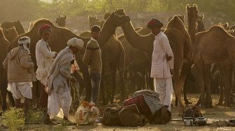 Seorang pedagang unta mengatur barang-barangnya sementara yang lain melihat di dekat unta mereka di Pameran Unta Pushkar di Pushkar, Rajasthan, India, pada (9/11/2021). [HIMANSHU SHARMA / AFP]