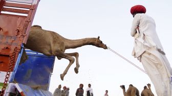 Seorang pedagang menurunkan unta dari truk selama Pameran Unta Pushkar tahunan di Pushkar, Rajasthan, India, pada (11/11/2021). [HIMANSHU SHARMA / AFP]