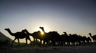 Kawanan unta berjalan saat matahari terbenam di Pameran Unta Pushkar di Pushkar, Rajasthan, India, pada (9/11/2021). [HIMANSHU SHARMA / AFP]