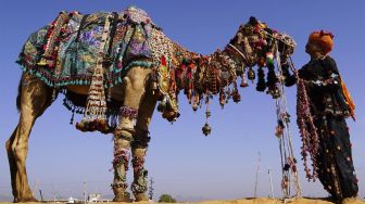 Seorang pria berinteraksi dengan untanya selama Pameran Unta Pushkar tahunan di Pushkar, Rajasthan, India, pada (12/11/2021). [HIMANSHU SHARMA / AFP]