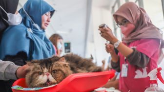 Pengunjung memeriksa kucing pengunjung dalam acara Catfest di Senayan Park, Jakarta Pusat, Minggu (14/11/2021). [Suara.com/Alfian Winanto]