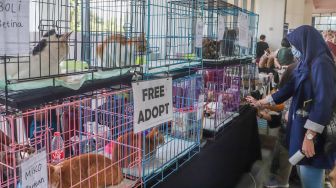 Pengunjung bermain dengan kucing dalam acara Catfest di Senayan Park, Jakarta Pusat, Minggu (14/11/2021). [Suara.com/Alfian Winanto]