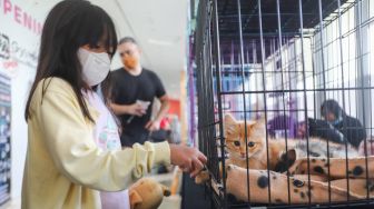 Anak-anak bermain dengan kucing dalam acara Catfest di Senayan Park, Jakarta Pusat, Minggu (14/11/2021). [Suara.com/Alfian Winanto]