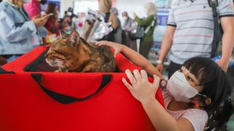 Anak-anak bermain dengan kucing dalam acara Catfest di Senayan Park, Jakarta Pusat, Minggu (14/11/2021). [Suara.com/Alfian Winanto]