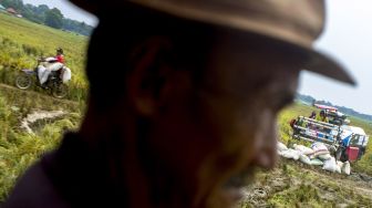 Akibat Banjir Puluhan Hektar Sawah di Desa Karangligar Karawang Terancam Gagal Panen