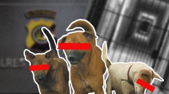 Korsel Sudah Sahkan RUU Larangan Konsumsi dan Perdagangan Anjing, Indonesia Kapan?