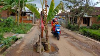 Protes Jalan Berlubang, Warga Singosari Malang Tanam Belasan Pohon Pisang