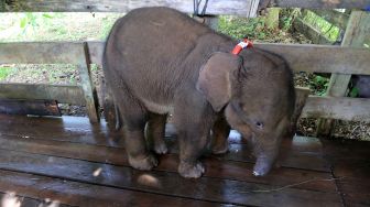 Anak gajah liar betina yang terkena jerat berada di klinik pengobatan sebelum proses pengobatan di Pusat Latihan Gajah (PLG) Saree, Aceh Besar, Aceh, Senin (15/11/2021). ANTARA FOTO/Syifa Yulinnas