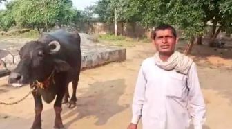 Pria Ini Bawa Kerbau ke Kantor Polisi karena Tak Menghasilkan Susu