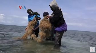 Ekspor Rumput Laut Dongkrak Perekonomian Petani Perempuan di Kenya