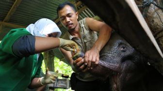 Miris! Kena Jerat Pemburu Liar, Bayi Gajah Ini Kehilangan Separuh Belalai