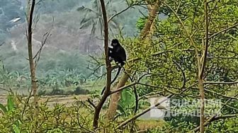 Heboh Penampakan Sosok Berbulu Hitam di Atas Pohon di Sukabumi