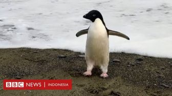 Penguin Langka dari Antartika Tersasar 3.000 Kilometer ke Selandia Baru