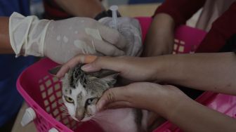 Vaksinasi Rabies Gratis untuk Hewan Peliharaan di Kelurahan Kebon Baru
