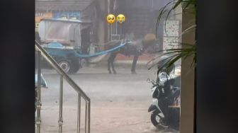 Kuda Delman Ini Dibiarkan di Jalan saat Hujan Lebat, Warganet Tak Tahan Ikutan Sedih