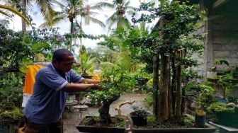 Cerita I Gede Sudiana Bisnis Bonsai di Jembrana Bali, Hobi Saat Senggang Berbuah Untung