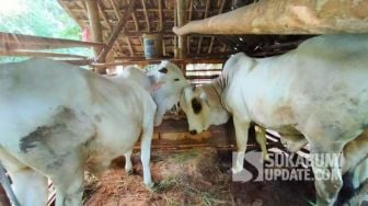 Sapi Limosin Ukuran Super Raib Digondol Maling, Pemilik Temukan Ini di Tempat Sunyi