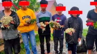 Curi Bunga Aldeweis, 6 Remaja Dilarang Mendaki Gunung Dempo