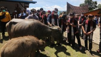 Beri Kerbau ke Desa Wisata Huta Tinggi, Sandiaga Uno Berharap Indonesia Bangkit