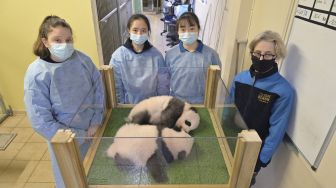 Staf Medis Tiongkok dan staf medis Prancis berpose dengan dua panda kembar yang lahir pada 2 Agustus lalu dalam sebuah upacara untuk mengungkapkan nama China di Kebun Binatang Beauval, Saint-Aignan-sur-Cher, Prancis, pada (18/11/2021). [GUILLAUME SOUVANT / AFP] 