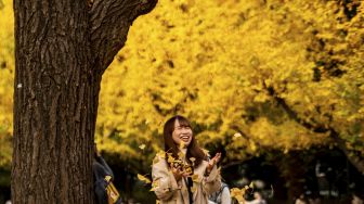 Seorang warga berpose dengan daun ginkgo dalam warna musim gugur di Taman Luar Kuil Meiji, Tokyo, pada (18/11/2021). [PHILIP FONG / AFP]