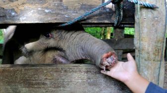 Polisi Didesak Usut Tuntas Kematian Anak Gajah yang Belalainya Putus