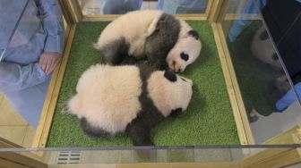 Dua anak panda kembar berada di Kebun Binatang Beauval, Saint-Aignan-sur-Cher, Prancis, pada (18/11/2021). [GUILLAUME SOUVANT / AFP] 