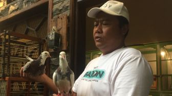 Cerita Penghobi Merpati di Tegal: Punya Ribuan Ekor, Pengeluaran Rp50 Juta Sebulan