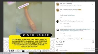 Viral, Ikan Lele Emas Ditemukan di Kukar: Tanda-tanda Akhir Tahun