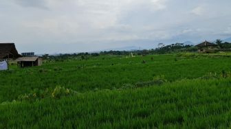 Realisasi KUR Pertanian di Lampung Tembus Rp4,078 Triliun