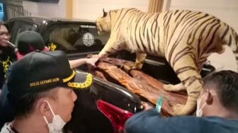 Opsetan Harimau Sumatera dan 3 Ekor Satwa Dilindungi Diamankan BKSDA