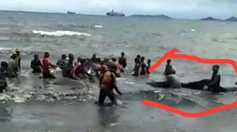 Viral Video Hiu Paus Terjaring Payang Nelayan di Pantai Sukaraja Bandar Lampung