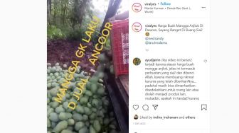 Viral! Buah Mangga Satu Mobil Dibuang Gegara Tak Laku, Warganet: Awas Allah Murka