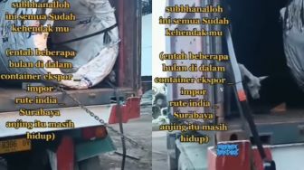 Anjing Terjebak di Kontainer Peti Kemas India-Surabaya, Kondisinya Memprihatinkan