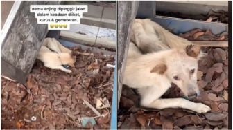 Viral Wanita Temukan Anjing di Pinggir Jalan, Kondisinya Bikin Publik Nangis