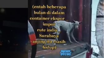 Kisah Anjing Berbulan-bulan Terjebak Peti Kemas Rute India-Indonesia, Ini Kondisinya