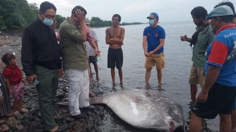 Ikan Mola Mola Langka Terdampar di Pantai Bali, Warga Diingatkan Bahaya Jangan Dimakan
